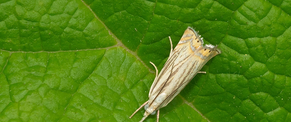 Sod webworm crawling in lawn in Harleysville, PA.