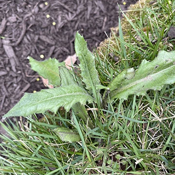 Thistle weed in Souderton, PA.