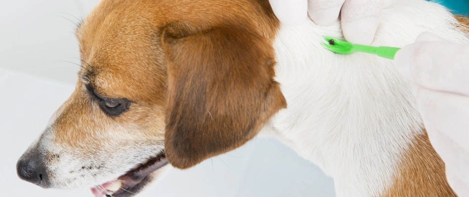 Tick found on a dog in Harleysville, PA.