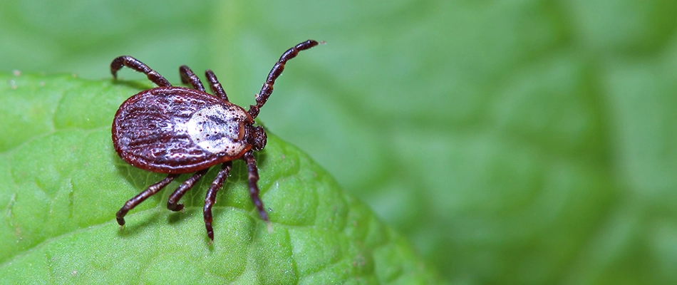 Tick in lawn in Chalfont, PA.