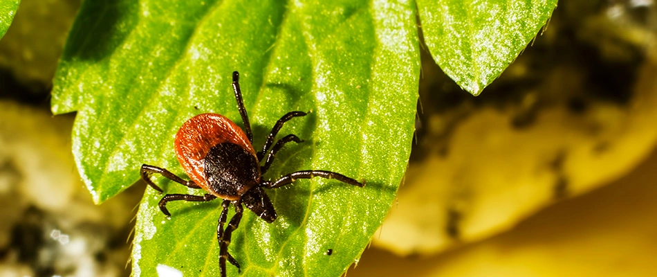 Tick over lawn in North Wales, PA.