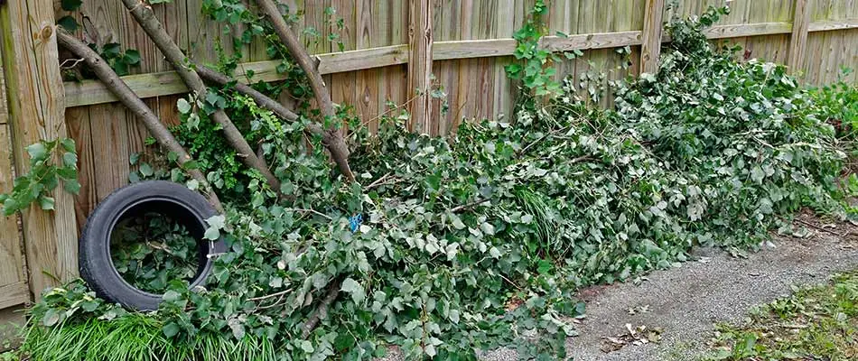 Vines, a tire, and debris along a wooden fence in Souderton, PA.