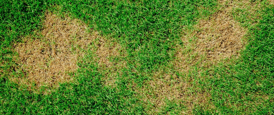 Patchy, thinned grass due to sod webworm damage on a lawn in Warrington, PA. 