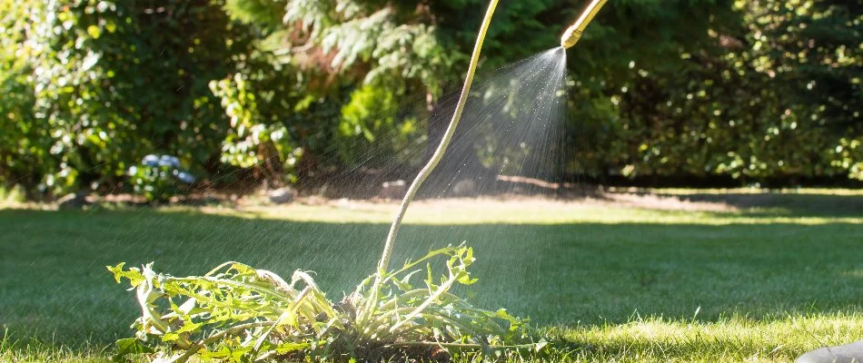 Post-emergent weed control treatment being applied to a dandelion in Pennsylvania.