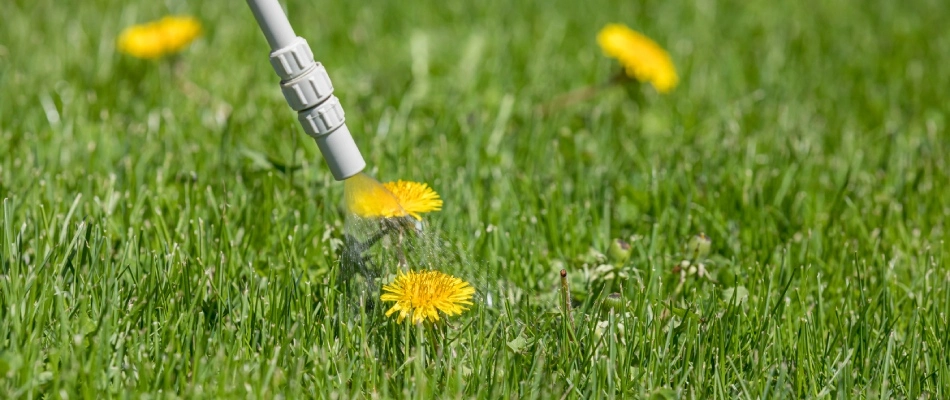 Dandelion being sprayed by weed control treatment in Harleysville, PA.