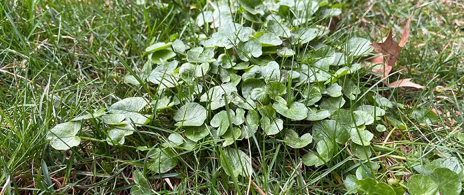 Wild violet weeds growing in a yard near Harleysville, PA.