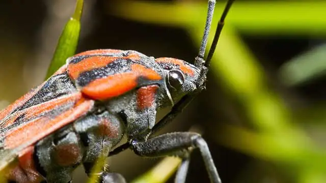 Chinch bug up close found in a yard near Perkasie, PA.