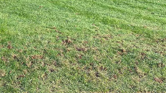 Core aeration plugs in a lawn near Perkasie, PA.