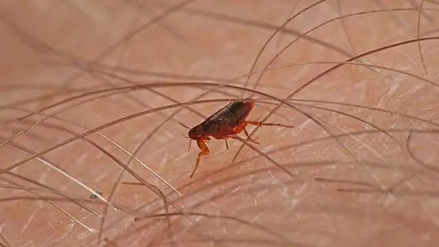 Close up photo of a flea on a human arm seen in Harleysville, PA.