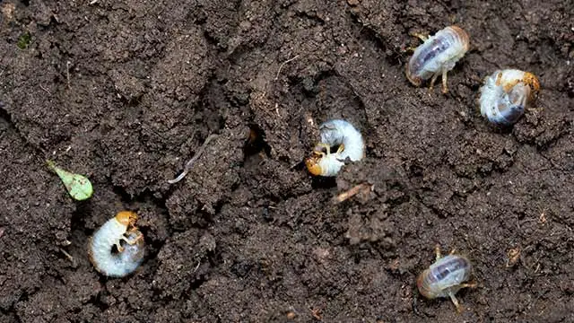 Grubs rolling in dark soil near a home in Quakertown, PA.