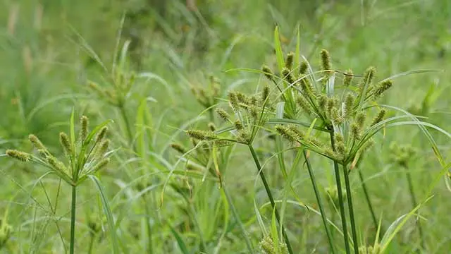 Nutsedge overgrown in a yard outside Quakertown, PA.