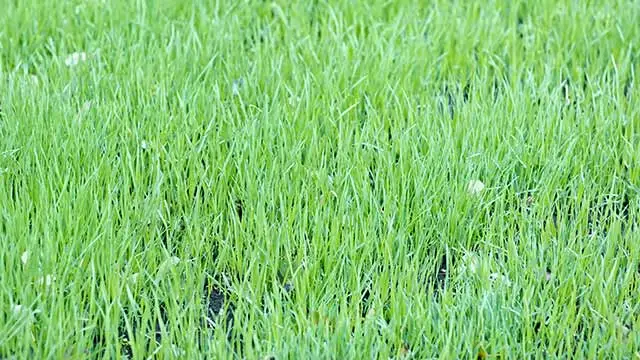 Compost mixed on top of lawn near Souderton, PA.